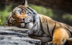 User Profile: ThinkingTiger
