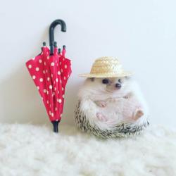 User Profile: IAmFluffy