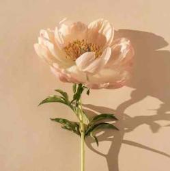 User Profile: svxo23