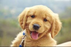 Profile: puppylover420