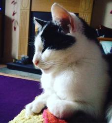 Profile: CaringCat94