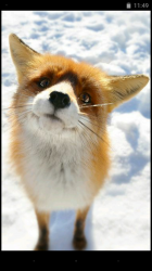 User Profile: littlefox122