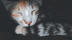 User Profile: DeadXSpiritz