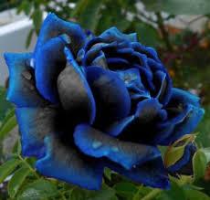 User Profile: Sapphire11817