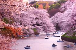 User Profile: Cherryblossom555