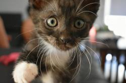 User Profile: KittyMinded