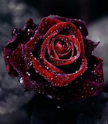 User Profile: AMETHYSTM666