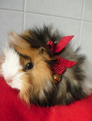 User Profile: AdorableGuinea
