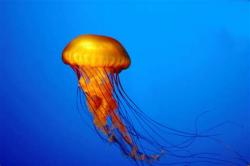 User Profile: acceptingJellyfish