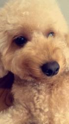 User Profile: tiffanykiwi