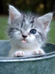 User Profile: happykatt