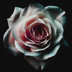 User Profile: Sora22