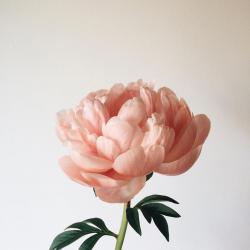 User Profile: Euphemia01