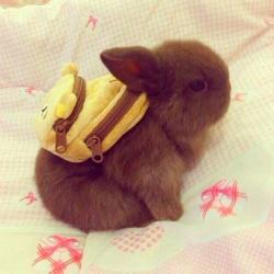 User Profile: bunnyssong
