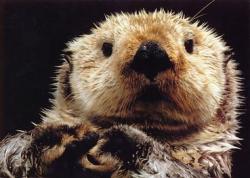 User Profile: ChristianTheOtter