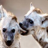User Profile: HyenaEmbrace