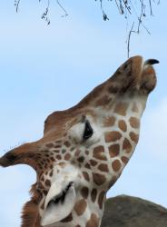 Profile: camelopardalisinblue