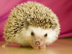 Profile: MissHedgehog