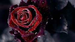 Profile: CMThornRose