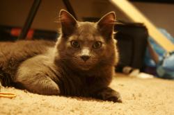 Profile: LittleGreyKitten