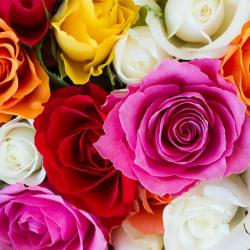 User Profile: wishfulJewel7511