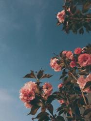 User Profile: latournesol