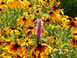User Profile: ripplingPrairie