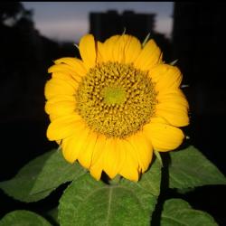 User Profile: BrightPeace1416