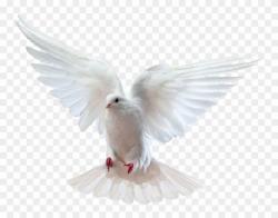 User Profile: thesilentdove