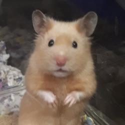 User Profile: RainbowDork