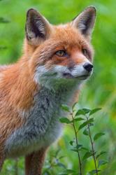 Profile: FoxMagician