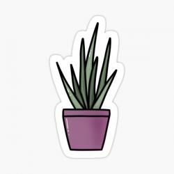 User Profile: healingAloe