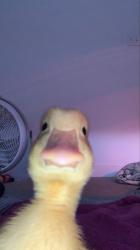User Profile: Moonlemon48