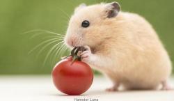 User Profile: TomateHamster