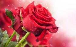 User Profile: magnificentRose7016