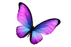 User Profile: WiseButterfly