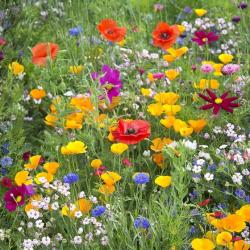 User Profile: SunnyWildflower