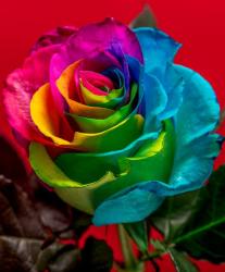 User Profile: Rose644