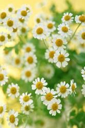 User Profile: TinyDaisies00