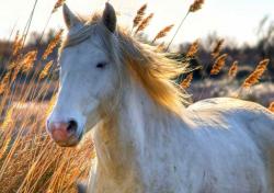 User Profile: bellaDreamer4649