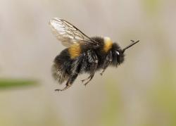 User Profile: HeyBumbleBee