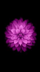 CaringLotus78 profile picture