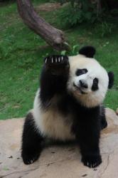 User Profile: kindheartedPanda8583