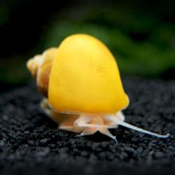 Profile: sourpatchsnail