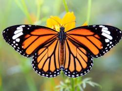 User Profile: Babybutterfly2021