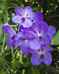 User Profile: VandaOrchid