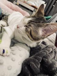 User Profile: MeowIsTheName