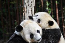User Profile: PandaLove20