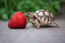 User Profile: brightTurtle5778