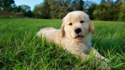 User Profile: caringIceCream4663